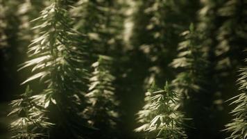 snår av marijuanaväxt på fältet foto
