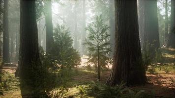 soluppgång i sequoias, allmän grant grove, sequoia nationalpark foto