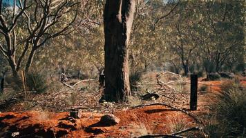 australisk buske med träd på röd sand foto