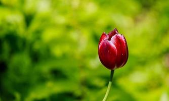 tulpanen är en flerårig lökväxt med pråliga blommor foto
