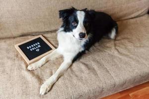 roliga porträtt av söt hundvalp på soffan med bokstavstavla inskription border collie word. ny härlig medlem av familjen liten hund hemma stirrar och väntar på belöning. husdjursvård och djurkoncept. foto