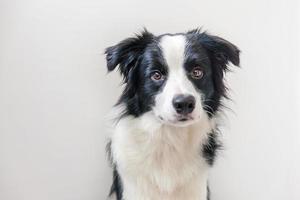 rolig studio porträtt av söta leende hundvalp border collie isolerad på vit bakgrund. ny härlig familjemedlem liten hund som tittar och väntar på belöning. roliga husdjur djur liv koncept. foto