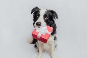 hundvalp border collie håller röd presentask i munnen isolerad på vit bakgrund. jul nyår födelsedag alla hjärtans firande nuvarande koncept. husdjurshund på semesterdagen ger gåva. Jag är ledsen. foto