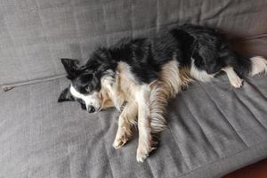 rolig söt hundvalp border collie liggandes på soffan hemma inomhus. husdjurshund vilar redo att sova på mysig soffa. husdjursvård och djurkoncept. foto