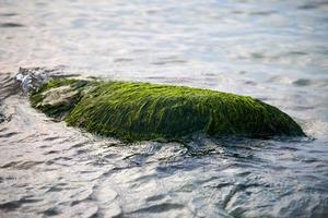 grön tång havsalger täckt sten i havsvatten, vacker våt havsmossa på nära håll foto