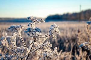 landskap med vit frost och blå himmel. vintermorgon frostiga grenar av gräs under varmt solljus. underbar vinternatur foto