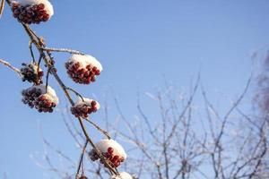 rönn i snön mot himlen. frysta bär på trädet på vintern. foto