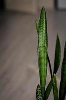 sansevieria trifasciata i rummet foto