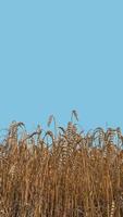 försättsblad med vackert gårdslandskap av vetegrödor på sensommaren med djupblå himmel på en solig dag med kopieringsutrymme. begreppet mat och jordbruk. foto