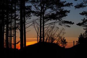 träd silhuetter i sommarsolnedgången foto