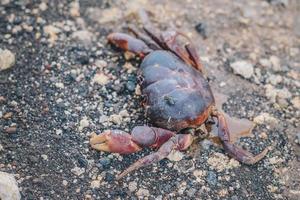 närbild av död och skadad krabba på klippstranden med flugor i kroppen foto