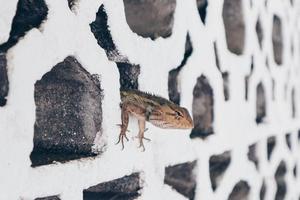 bronchocela jubata eller maned skogsödla eller bunglon surai eller bunglon eller londok gömmer sig i vitt tegel. foto