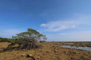 havsvatten vid mangroveskogar i Indonesien foto