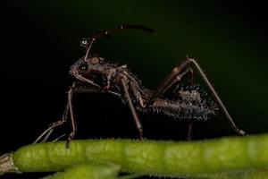 bredhövdad insektsnymf foto