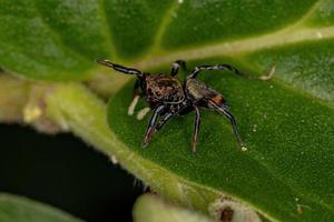 liten hoppande spindel foto