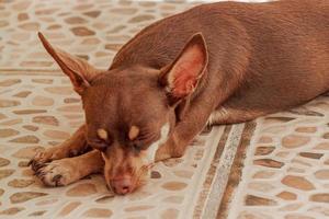 rysk toy terrier hund porträtt medan trött och sover Mexiko. foto