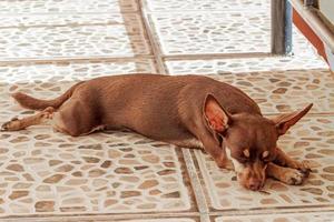 rysk toy terrier hund porträtt medan trött och sover Mexiko. foto