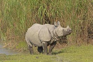 indisk noshörning på en flodstrand foto