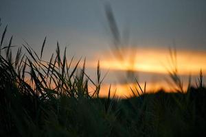kvällssolnedgång genom tjockt gräs på ängen, vackert orange himmelslandskap, skymningsbakgrund foto