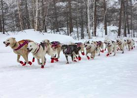 hundsläden springer i ett vinterlandskap foto