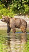 kamchatka brunbjörn på sjön foto