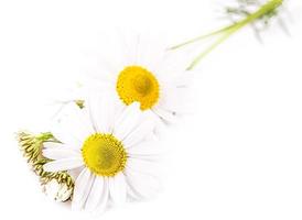 vacker blomma daisy på vit bakgrund foto