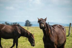hästar på en gård foto