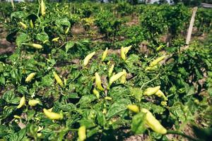 detalj av färsk grön paprika gren i kulturfält i Indonesien. foto