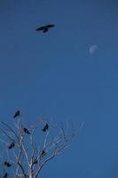 kråkor sitter på torra trädgrenar mot himlen. foto