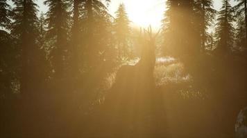 rådjur hane i skogen vid solnedgången foto