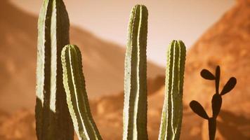 arizona öken solnedgång med jätte saguaro kaktus foto