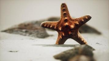 röd sjöstjärna på havsstranden med gyllene sand foto