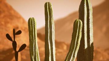 arizona öken solnedgång med jätte saguaro kaktus foto