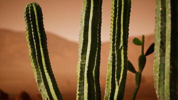 arizona öken solnedgång med jätte saguaro kaktus foto