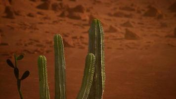 arizona öken solnedgång med jätte saguaro kaktus foto