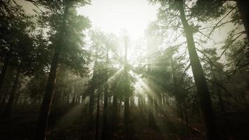 redwood skog dimmig solnedgång landskap foto