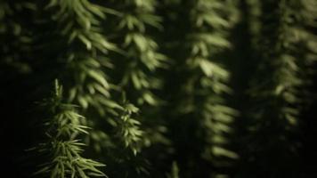 snår av marijuanaväxt på fältet foto