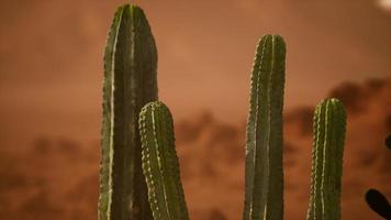 arizona öken solnedgång med jätte saguaro kaktus foto