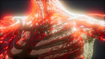 3D-renderad medicinskt korrekt animering av hjärta och blodkärl foto