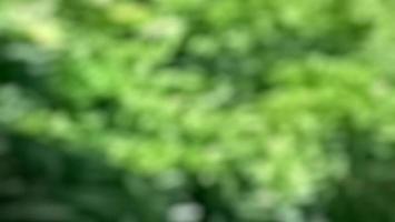abstrakt grön oskärpa bakgrund foto