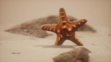 röd sjöstjärna på havsstranden med gyllene sand foto