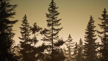 dimmig nordisk skog tidigt på morgonen med dimma foto