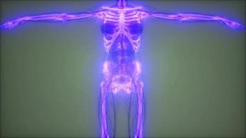 genomskinlig människokropp med synliga ben foto