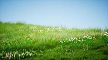 fält av grönt färskt gräs under blå himmel foto