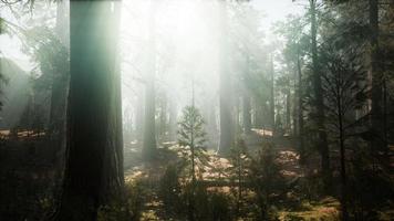 sequoia nationalpark under dimma dimma moln foto