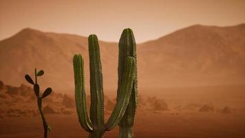 arizona öken solnedgång med jätte saguaro kaktus foto