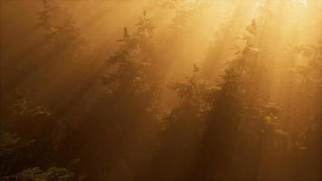 antenn solstrålar i skogen med dimma foto