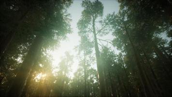 redwood skog dimmig solnedgång landskap foto