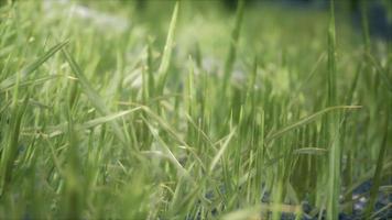 8k ljust vårgräsfält med solljus foto
