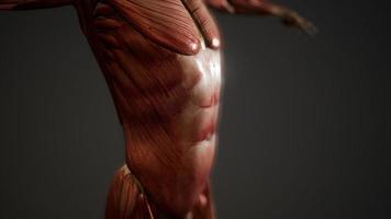 muskelsystem av människokroppen animation foto